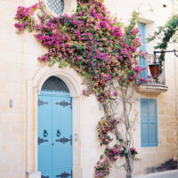 house-flowers house-flowers